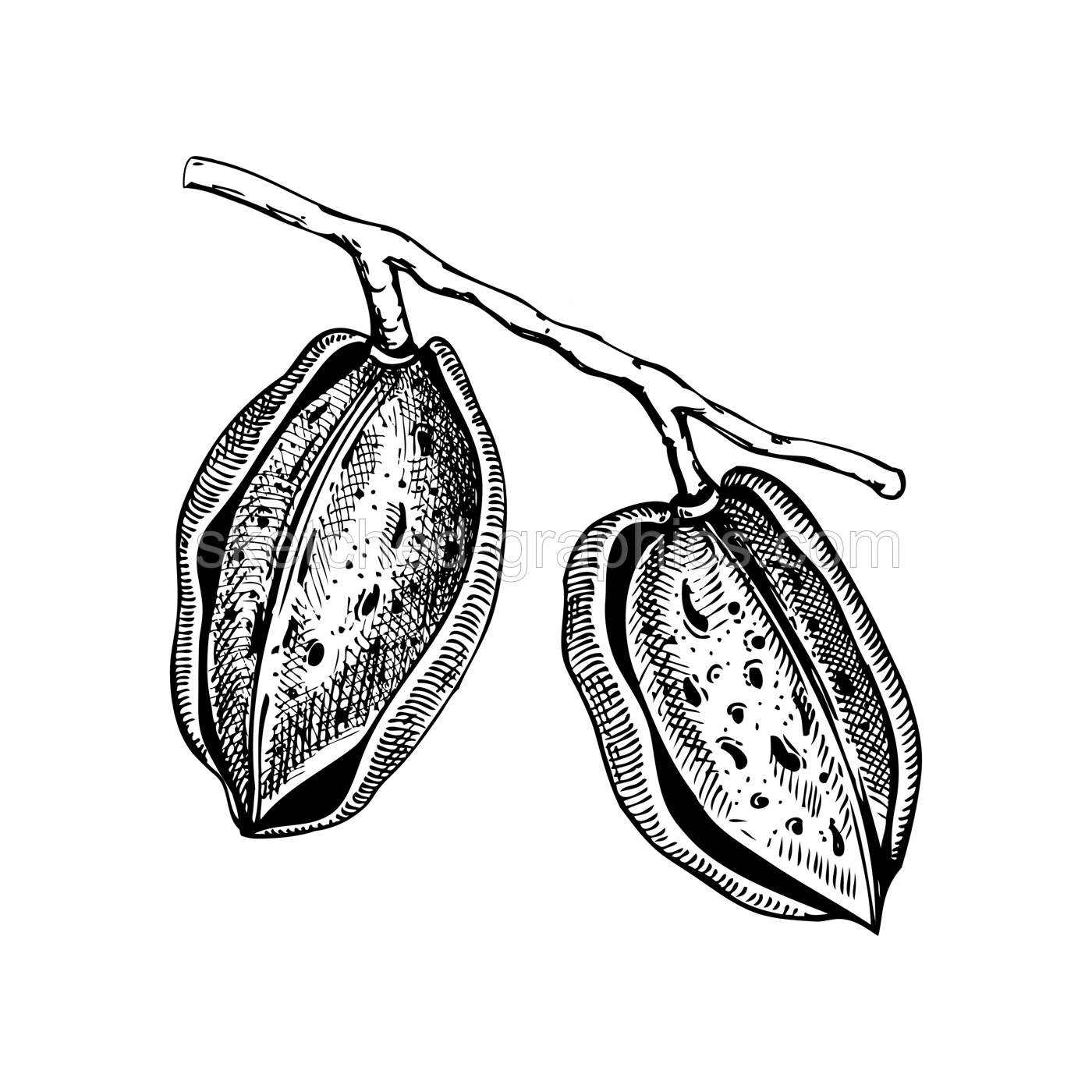 Almond nutshells sketch.  Hand-drawn vector illustration. Almond nut branch with two nuts. Vintage cosmetics ingredient, healthy food drawings. Botanical design element in engraved style Illustration